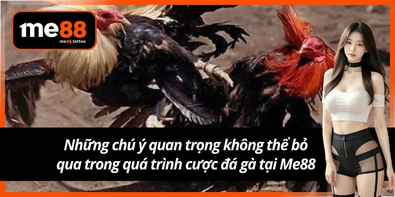 Bí quyết và lưu ý quan trọng để nâng cao trải nghiệm cá cược đá gà tại Me88