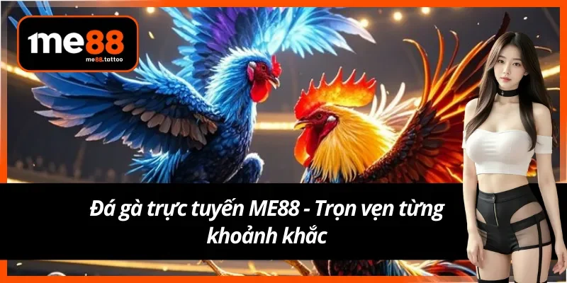 Giới thiệu hình thức đá gà tại ME88